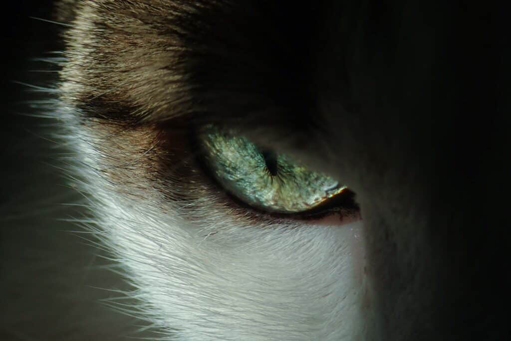 Kocie oko - Świat Symboliki Zwierzęcej