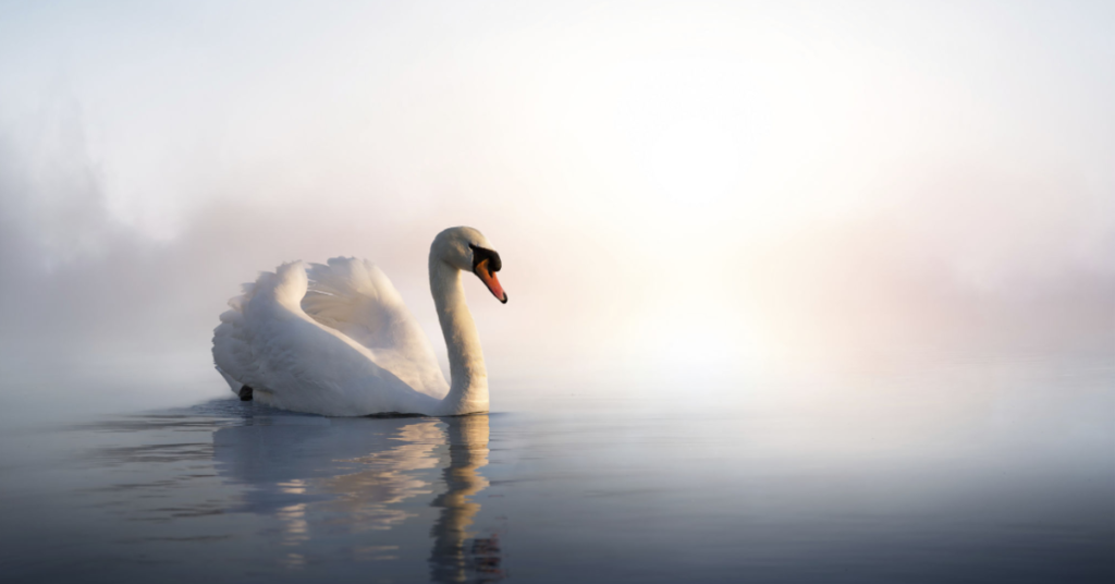 Zdjęcie przedstawia łabędzia, który symbolizuje transformację brzydkiego kaczątka w pięknego ptaka. To metafora procesu rozwoju osobistego, gdzie każdy może odnaleźć swoje wewnętrzne piękno i przekształcić się w coś niesamowitego.