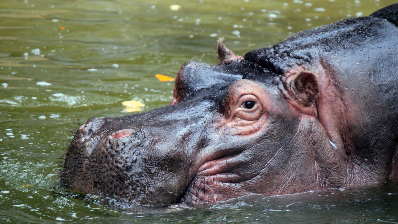 Zdjęcie hipopotama — symbolika ochrony i duchowej siły