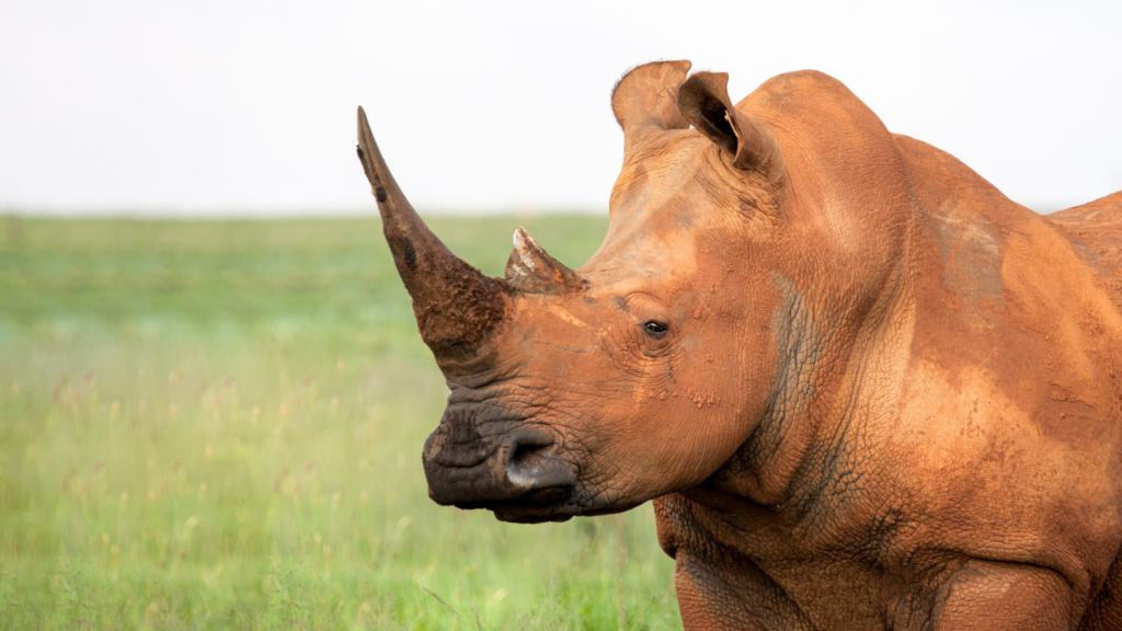 Zdjęcie nosorożca — symbolika siły i duchowej wytrwałości