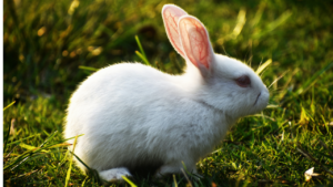 Zdjęcie królika — symbolika płodności i szybkości