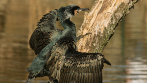 Zdjęcie kormorana — symbolika introspekcji i duchowego zanurzenia