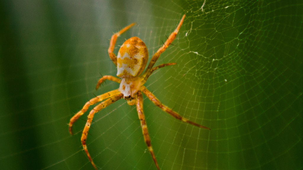 Zdjęcie pająka — symbolika twórczości i duchowej siły