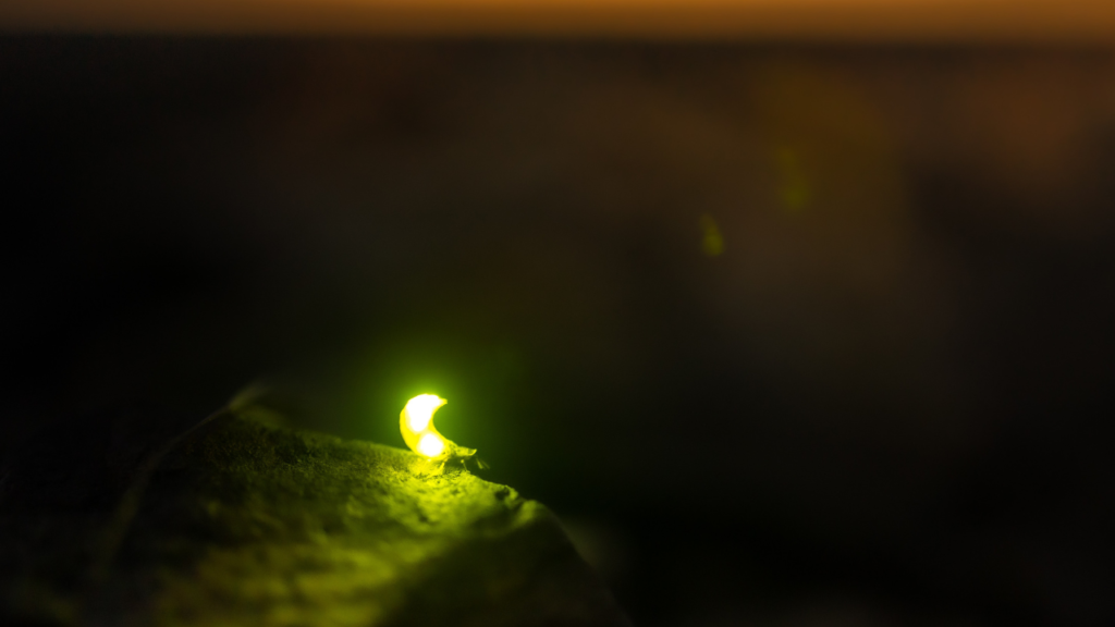 Zdjęcie świetlika — symbolika światła w ciemności i duchowego oświecenia