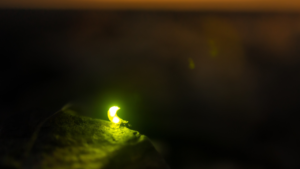 Zdjęcie świetlika — symbolika światła w ciemności i duchowego oświecenia