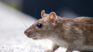 Zdjęcie szczura — symbolika adaptacji i duchowej żywotności