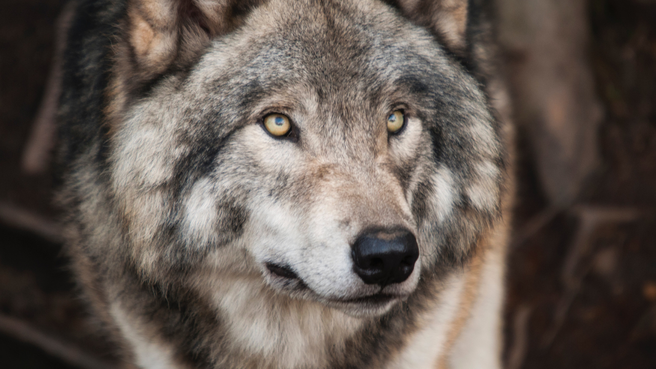 Zdjęcie wilka — symbolika mocy wewnętrznej i duchowej ochrony