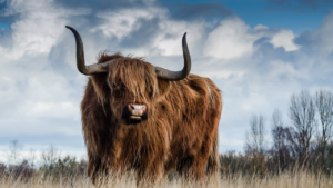 Zdjęcie byka — symbolika siły i duchowej wytrwałości
