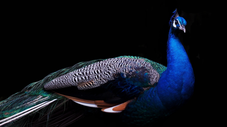 Zdjęcie pawia — symbolika kolorów i duchowej ekspresji