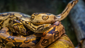 Zdjęcie węża — symbolika transformacji i duchowej odrodzenia