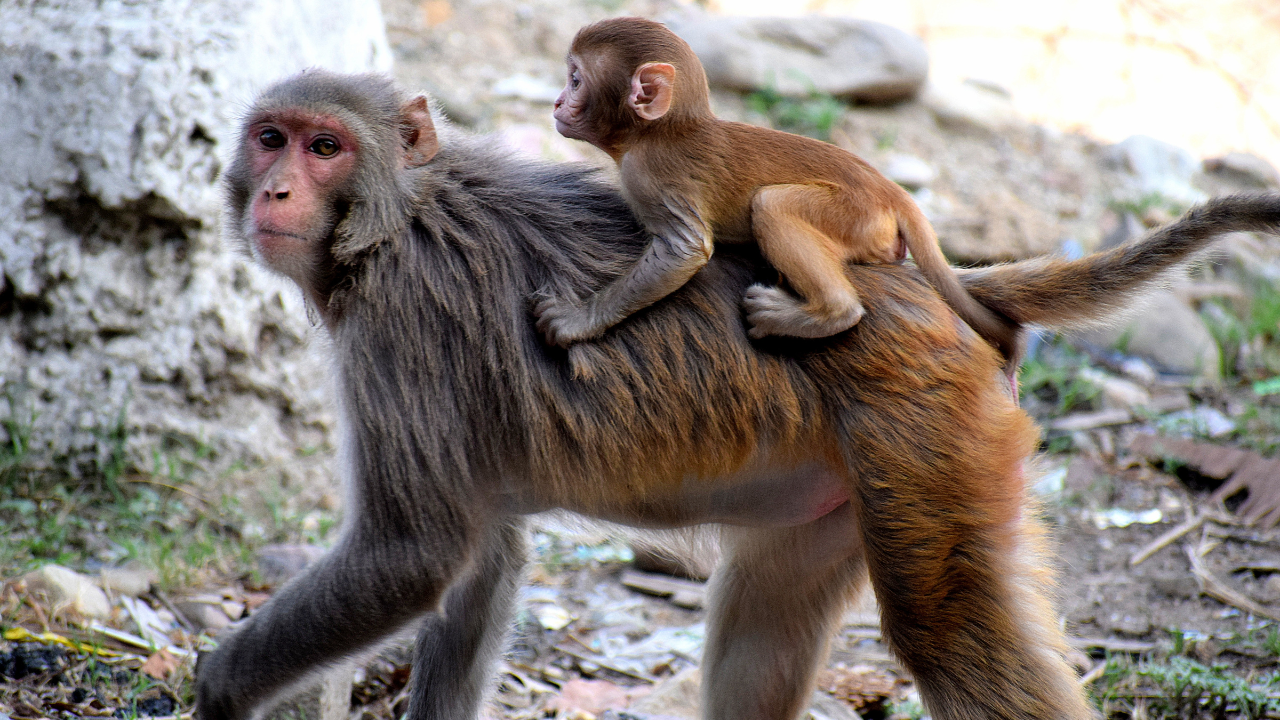 Zdjęcie małpy — symbolika zabawy i elastyczności umysłu