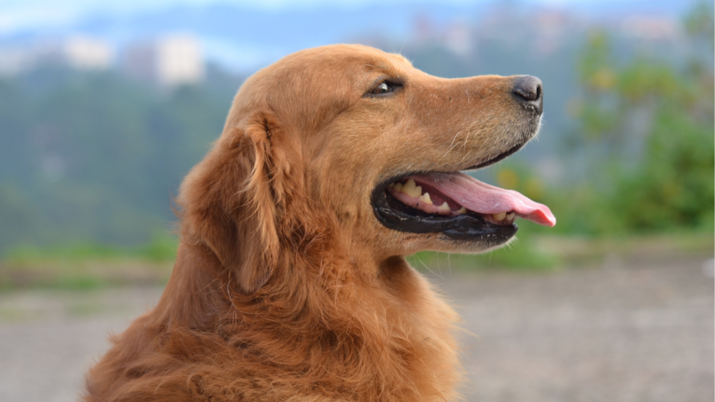 Zdjęcie psa — symbolika lojalności i duchowego przywiązania