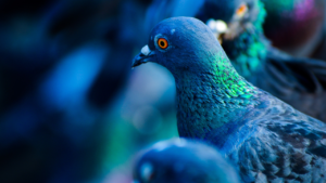 Zdjęcie gołębia — symbolika pokoju i wolności
