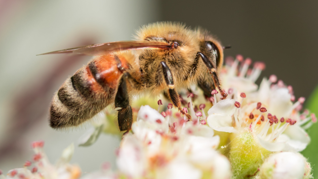 Zdjęcie pszczoły — symbolika pracowitości i duchowej wspólnoty