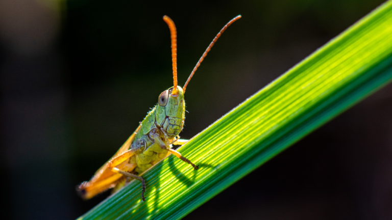 Zdjęcie konika polnego - symbolika swobody i duchowej podróży