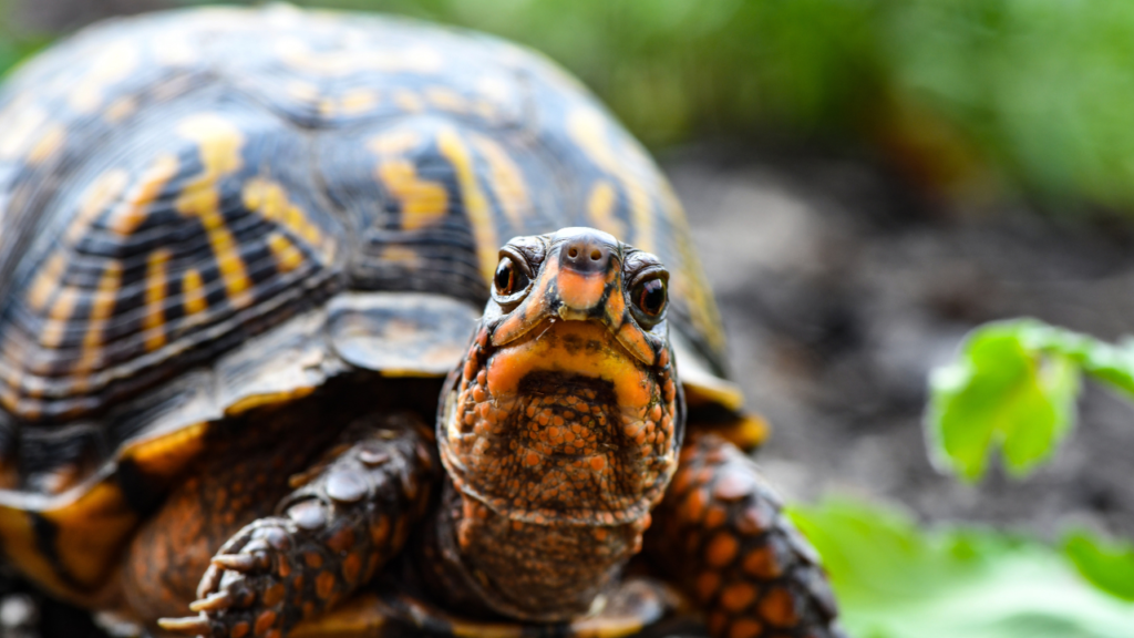 Zdjęcie żółwia — symbolika wytrwałości i duchowego spokoju