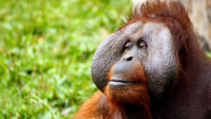 Zdjęcie orangutana — symbolika mądrości i duchowej harmonii