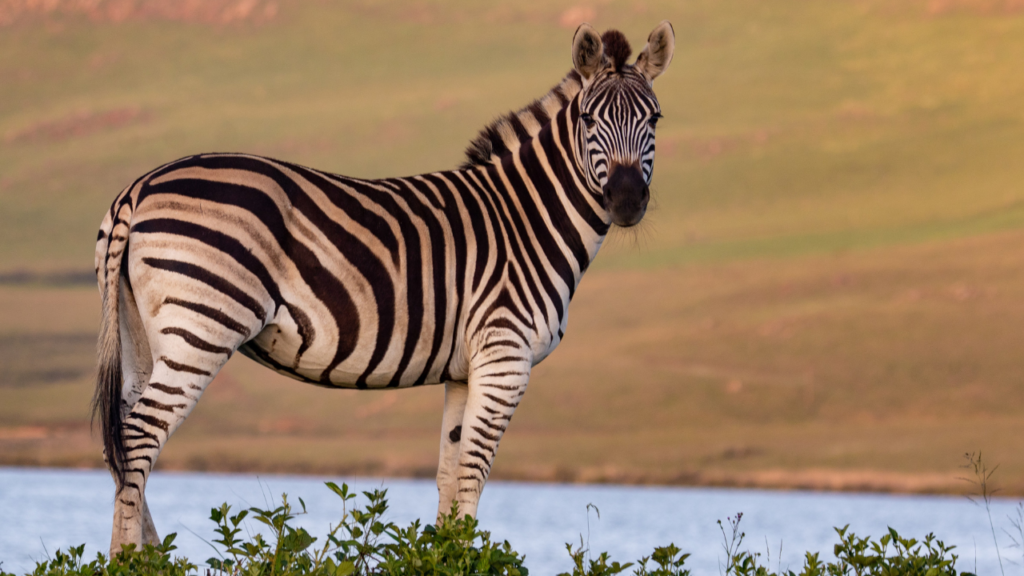 Zdjęcie zebry — symbolika równowagi i duchowego harmonii