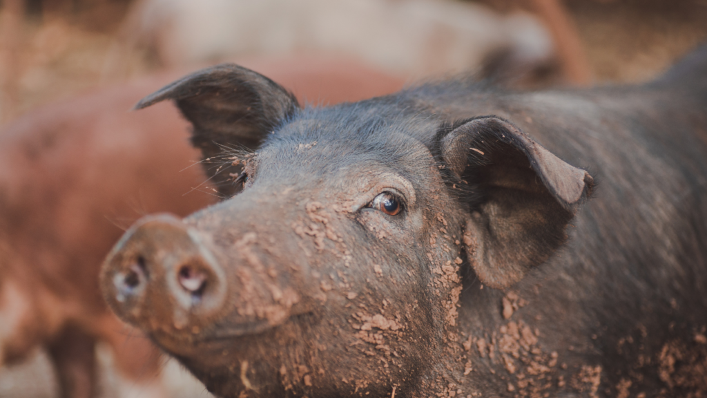 Zdjęcie świni — symbolika obfitości i duchowej mądrości