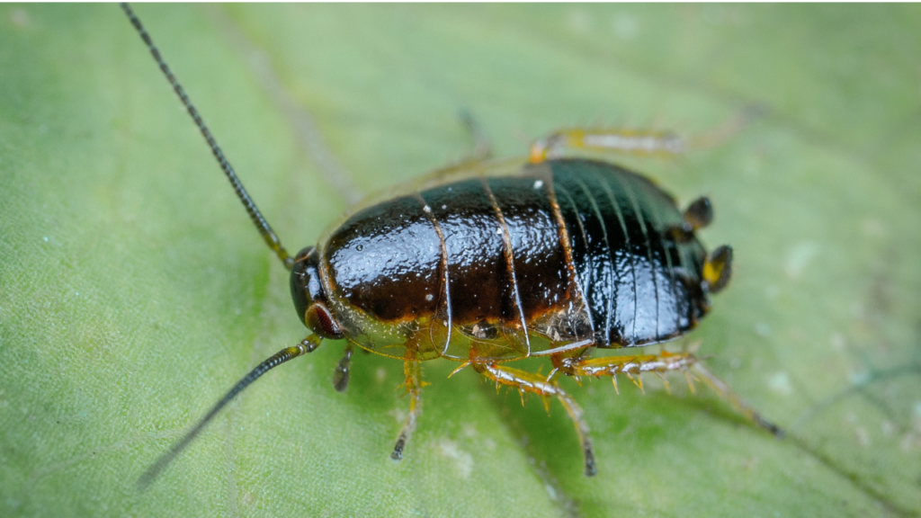 Zdjęcie karalucha — symbolika wytrwałości i przystosowania