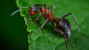 Zdjęcie mrówki — symbolika współpracy i duchowej wytrwałości