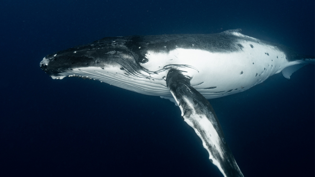 Zdjęcie wieloryba — symbolika głębokiej emocjonalności i duchowej mądrości