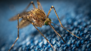 Zdjęcie komara — symbolika irytacji i wytrwałości