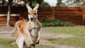 Zdjęcie kangura — symbolika opieki matczynej i zdolności do przemieszczania się