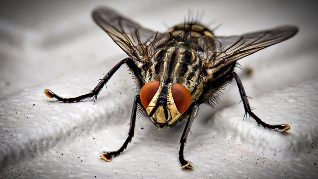 Zdjęcie muchy — symbolika uważności i duchowej skupienia