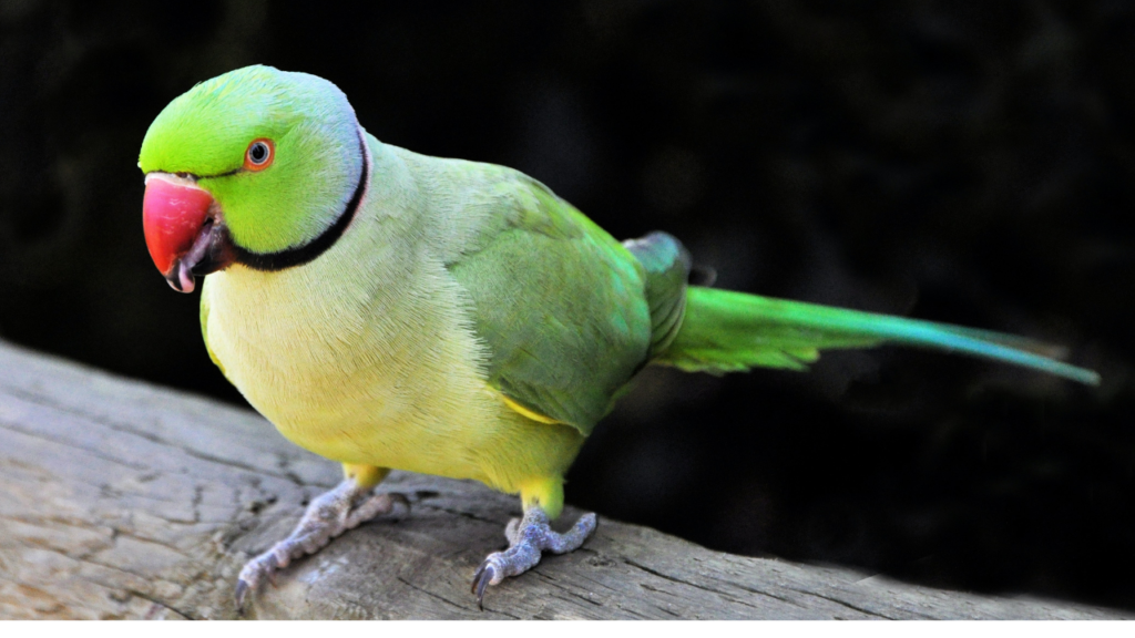 Zdjęcie papugi — symbolika komunikacji i duchowej ekspresji