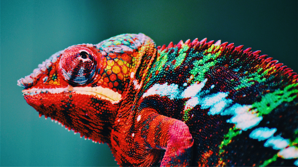 Zdjęcie kameleona — symbolika adaptacji i zmiany