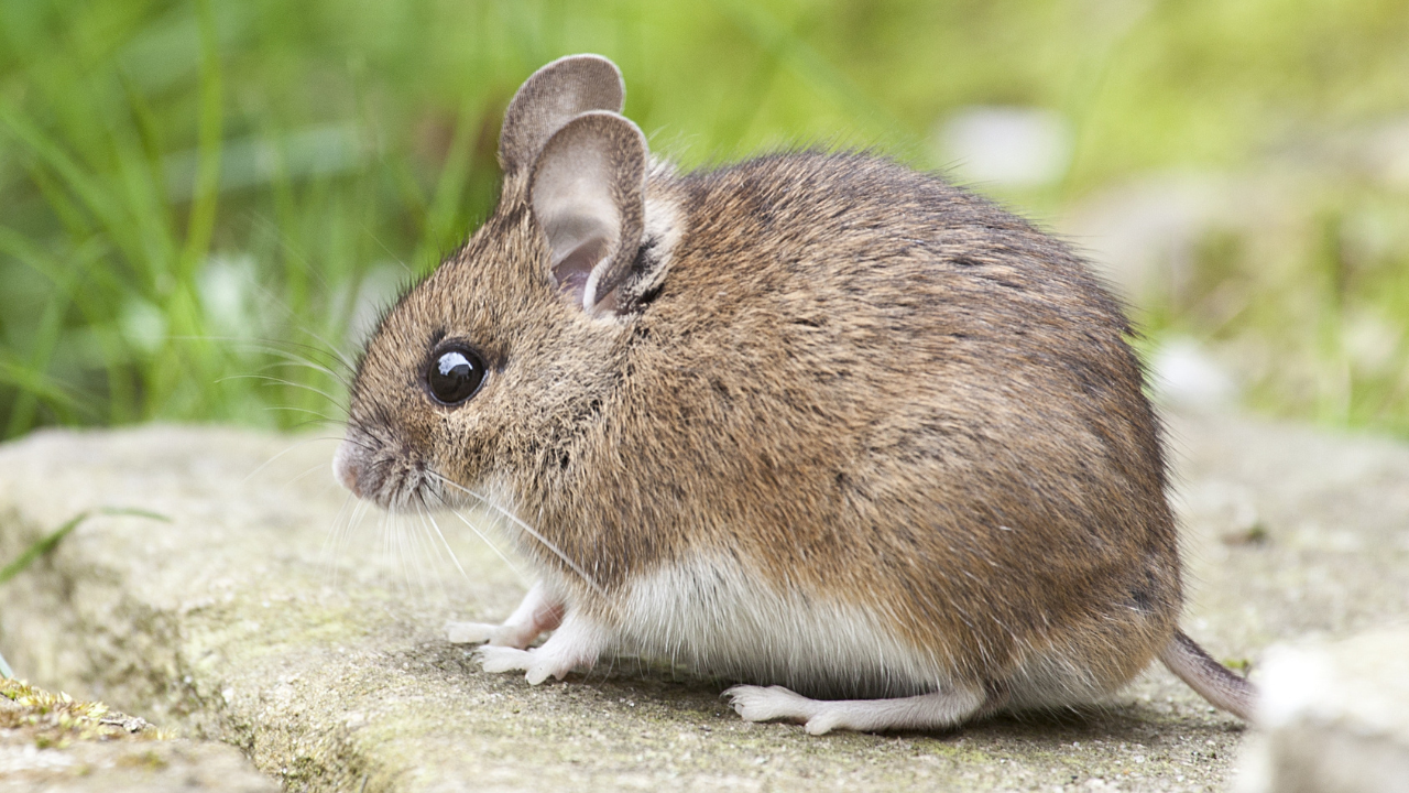 Zdjęcie myszy — symbolika intuicji i duchowej ostrożności