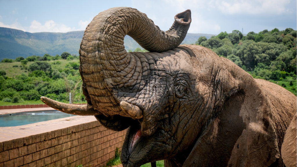 Zdjęcie słonia — symbolika mądrości i duchowej siły