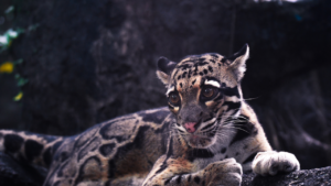 Zdjęcie jaguara — symbolika mocy i duchowej odwagi