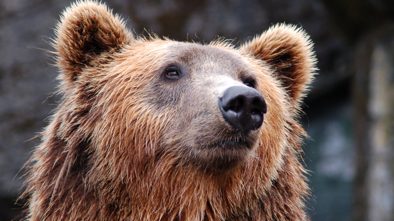 Zdjęcie niedźwiedzia — symbolika siły i duchowej mądrości