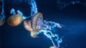 Zdjęcie meduzy — symbolika tajemnicy i przemiany