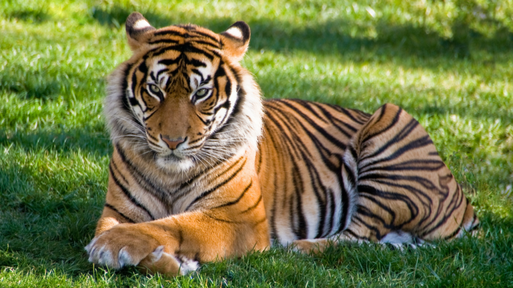 Zdjęcie tygrysa — symbolika siły wewnętrznej i duchowej mocy