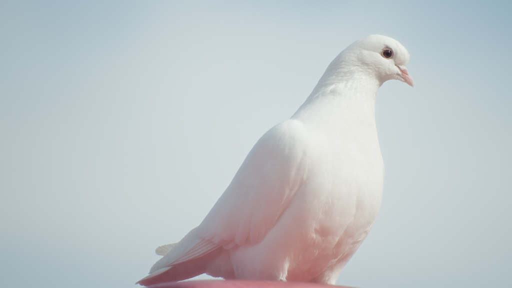 Zdjęcie gołębicy białej — symbolika pokoju i niewinności