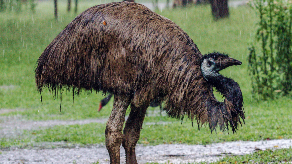 Zdjęcie emu — symbolika ducha wytrwałości i wewnętrznej mądrości