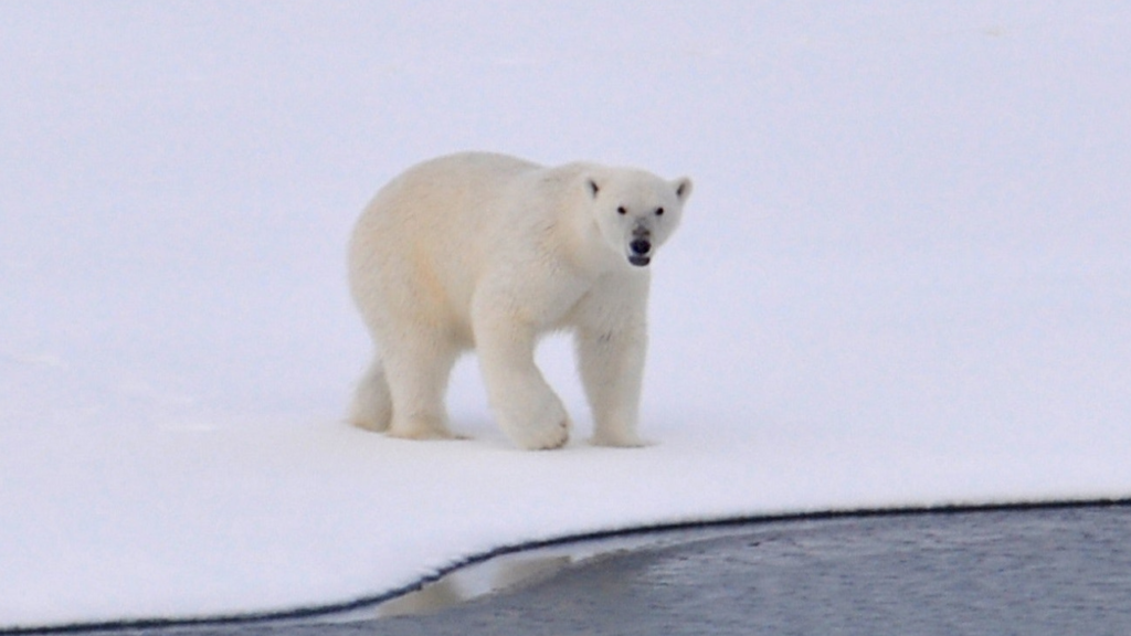 Zdjęcie niedźwiedzia polarnego — symbolika adaptacji i duchowej siły