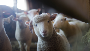 Zdjęcie owcy — symbolika spokoju i duchowej opieki