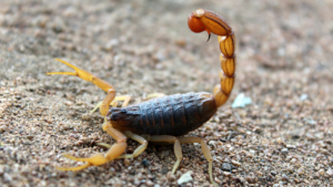 Zdjęcie skorpiona — symbolika transformacji i duchowej przemiany