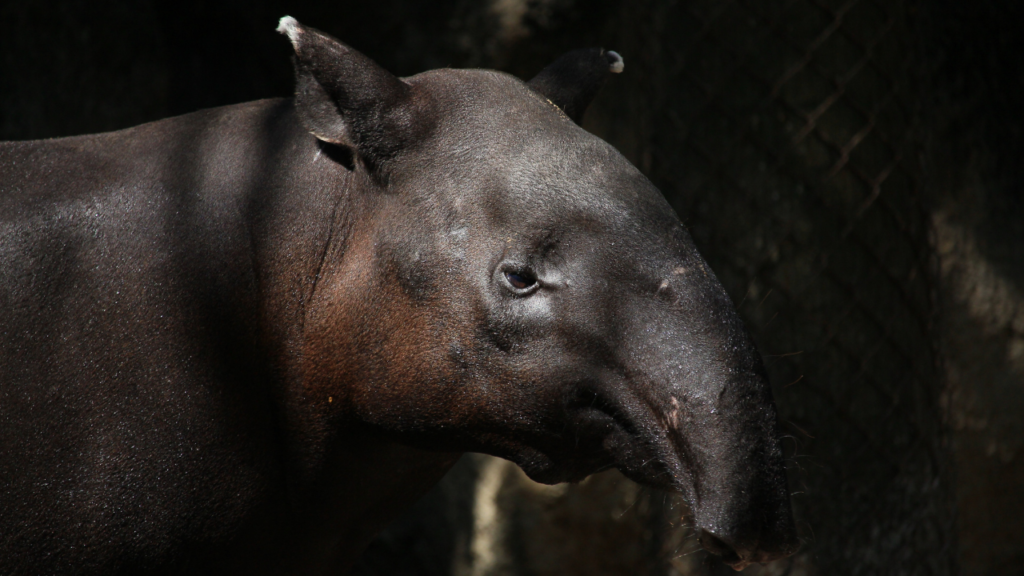 Zdjęcie tapira — symbolika łączności z naturą i duchowego spokoju