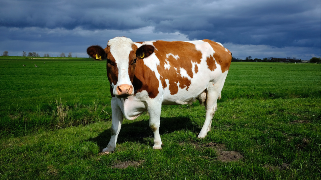 Zdjęcie krowy — symbolika obfitości i żywotności