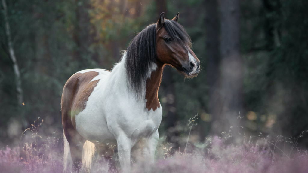 Zdjęcie konia — symbolika siły i współpracy
