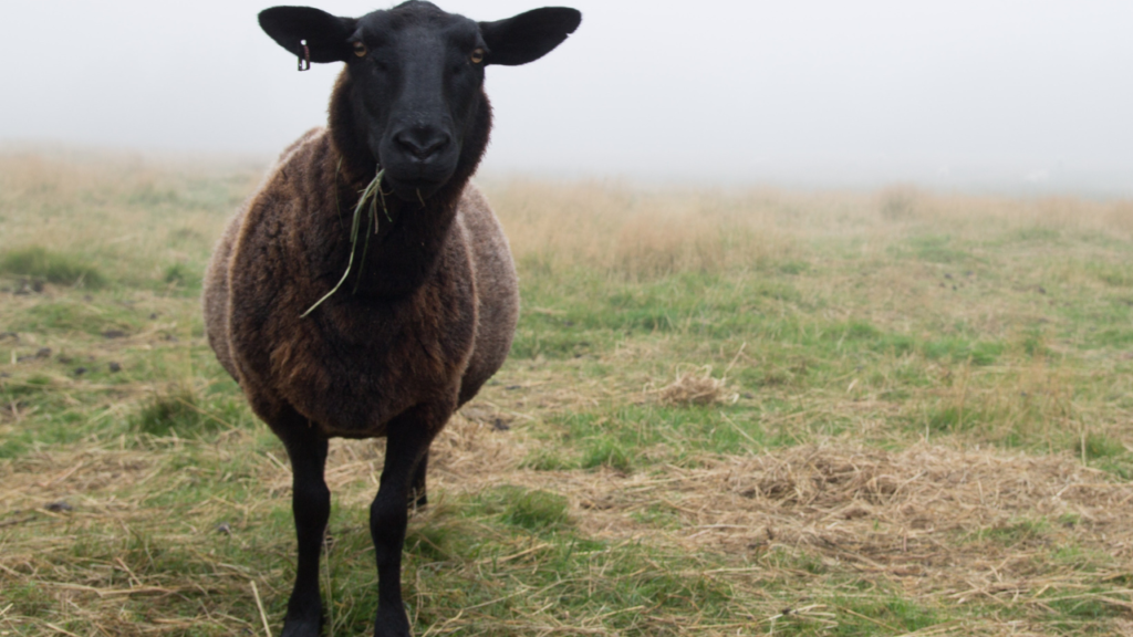 Zdjęcie czarnej owcy — symbolika tajemnicy i duchowej ochrony