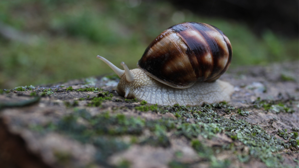 Zdjęcie ślimaka — symbolika cierpliwości i duchowej ewolucji