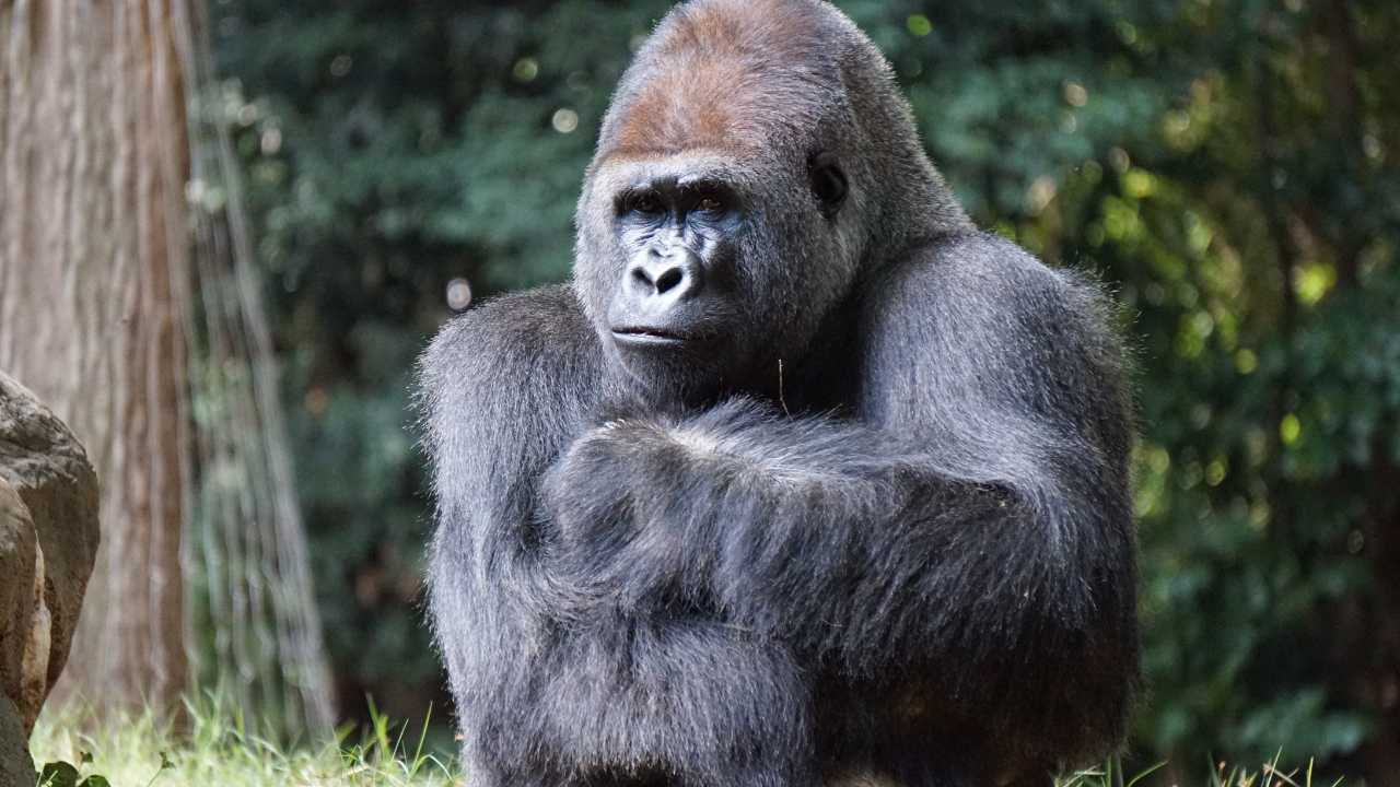 Zdjęcie goryla — symbolika siły wewnętrznej i duchowej opieki