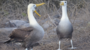 Zdjęcie albatrosa — symbolika wolności i podróży