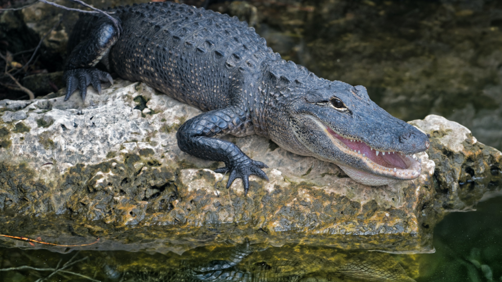 Zdjęcie aligatora — symbolika mądrości i duchowej ochrony